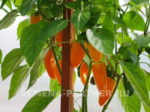 Перец сладкий Кеша - Партнер фото 5