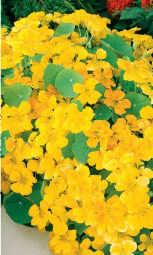 Настурция СОЛНЕЧНЫЕ ЗАЙЧИКИ