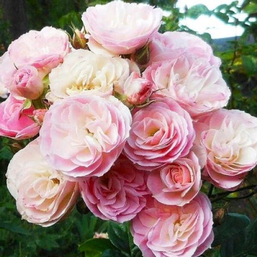 R085 БУКЕТ ПАРФЕ