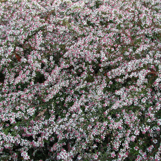 Астра Prince (Бокоцветная) - Голландские луковицы фото 4