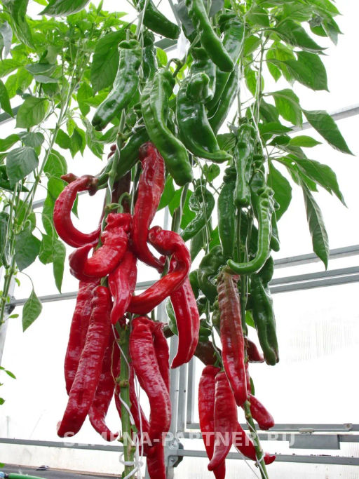 Перец сладкий Рубине - Партнер фото 6