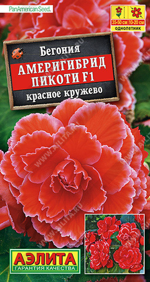 1286A Бегония Америгибрид Пикоти F1 красное кружево 5шт
