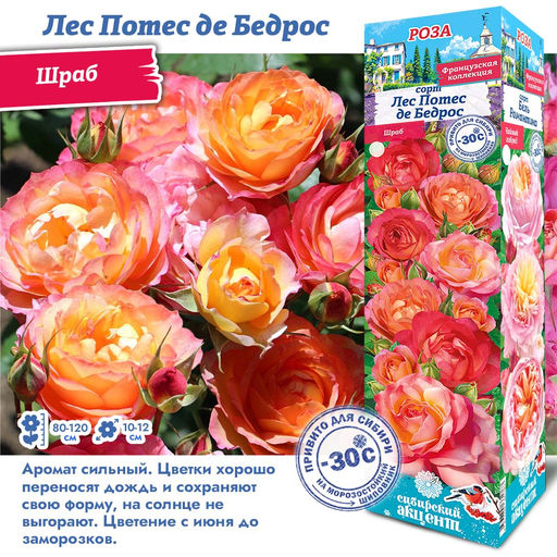 Роза Лес Потес де Бедрос (Шраб) 1шт