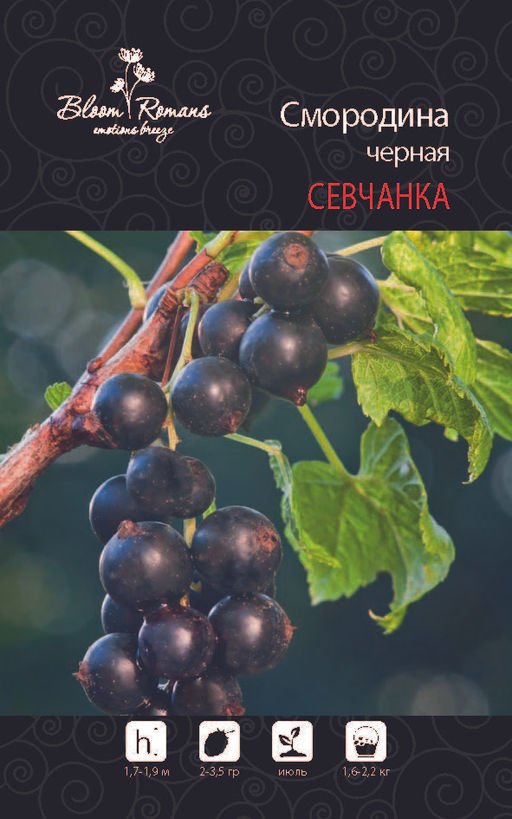 Смородина черная Севчанка