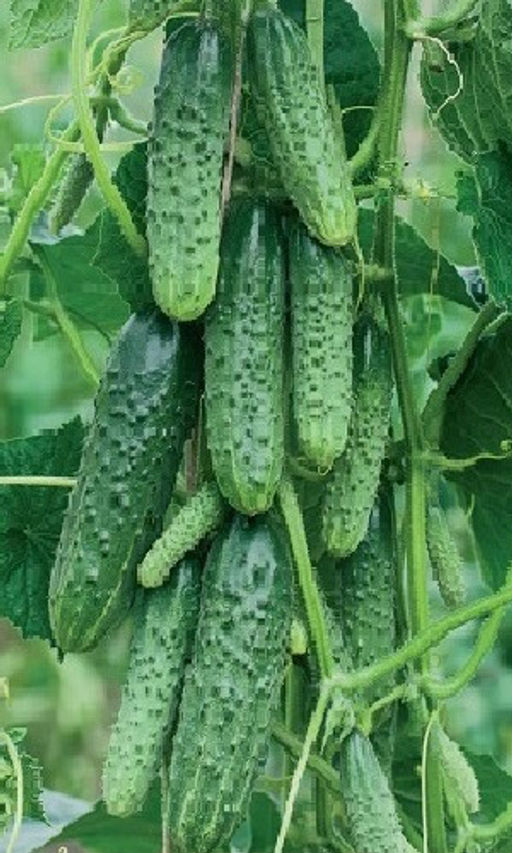 Огурец МАРЬИНА РОЩА F1  Стабильная урожайность! Теневыносливый! Плодоносит до заморозков!