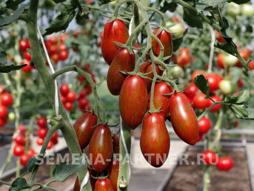 Томат Мистика - Партнер фото 5