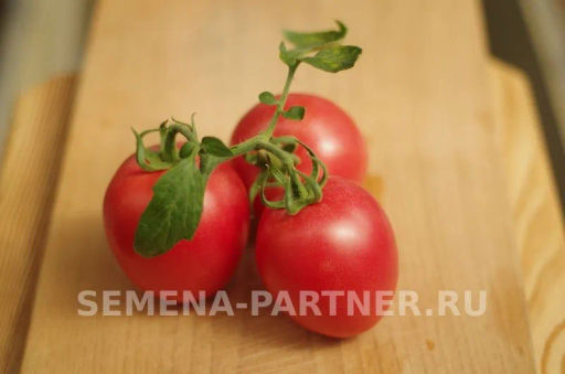 Томат Камелот - Партнер фото 5