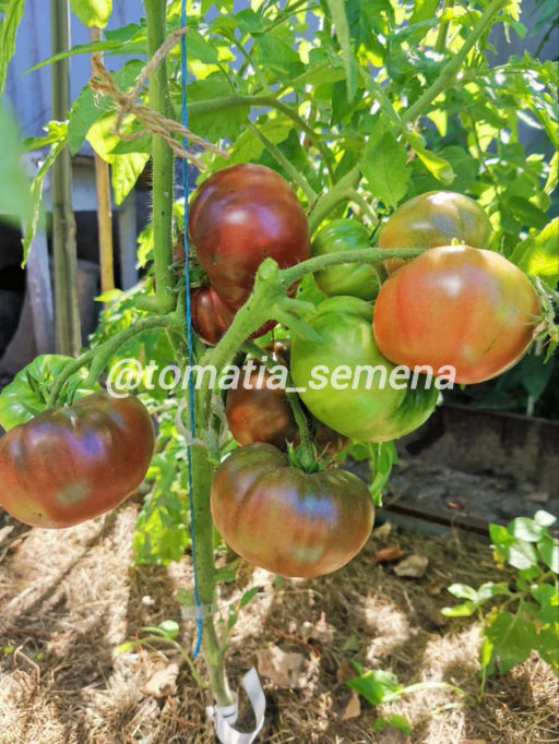 Гордость Пирса