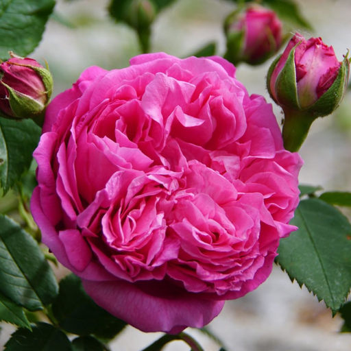 Роза Катэрин Гийо (Плетистая) 1шт