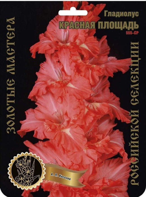 Гладиолус Красная Площадь 555,Киселев 1 р-р 7шт (Ф)