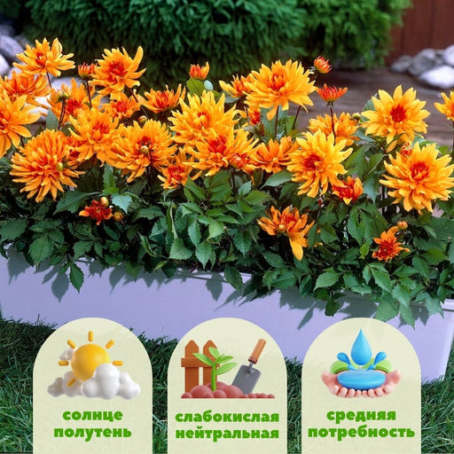 Георгина Отумн Фейри бордюрная - Долина роз фото 2