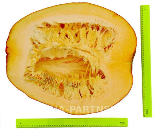 Тыква Атлант - Партнер фото 3