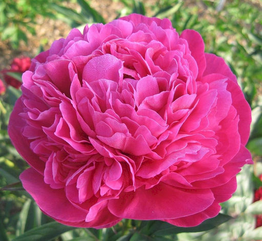 ПИОН Канзас Разбор 2/3 n Кол-во упак., шт 1