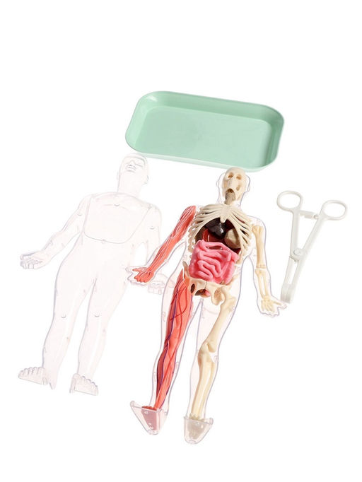 Набор для опытов по анатомии Строение тела, светится в темноте, с мягкими органами - Эврики фото 14