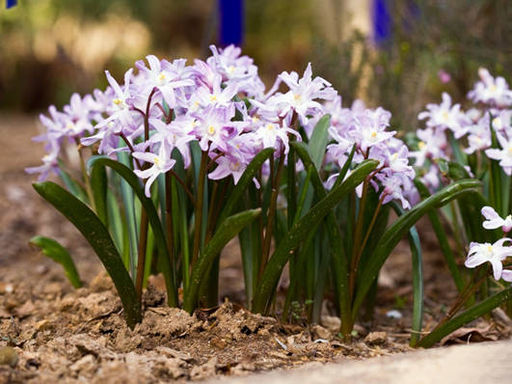 Хионодокса Rosea (Розеа) 10шт - Долина роз фото 2