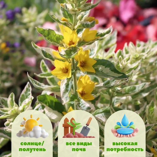 Вербейник точечный Александр - Долина роз фото 2