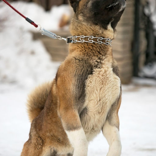Поводок усиленный с амортизатором от рывка, 120 х 1,2 см, чёрно-красный - Пижон фото 10