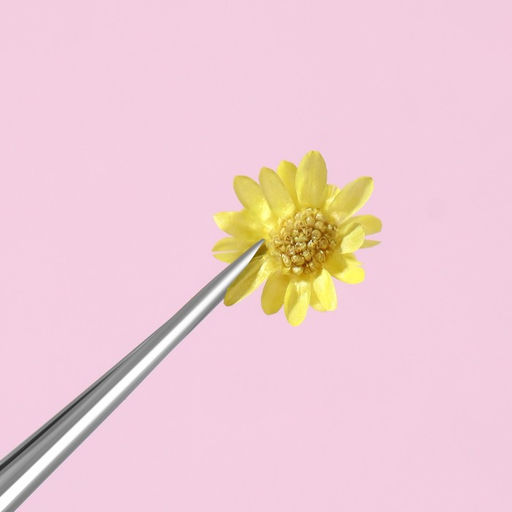 Сухоцветы для декора Ромашки, объёмные, 12 видов, в футляре, разноцветные - Qf фото 4