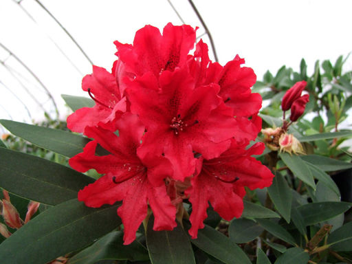 Рододендрон Tarragona (Таррагона) - Долина роз фото 3