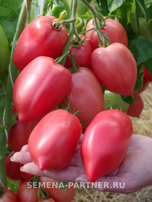 Томат Сулейман - Партнер фото 3