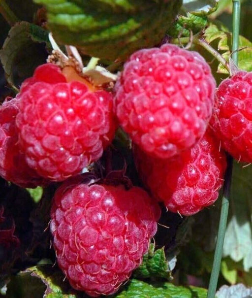 Малина Гусар-2 крупноплодная (коробка) 1шт