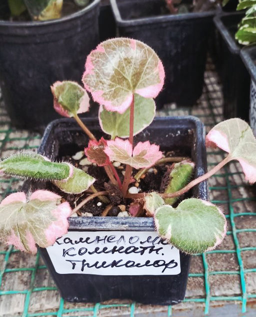 Камнеломка комнатная Триколор - 1000корней фото 2