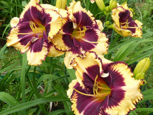 Лилейник Тайгер Блад - Долина роз фото 3