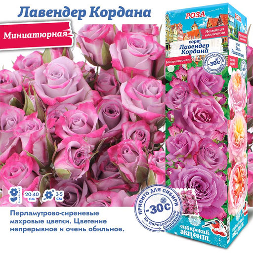 Роза Лавендер Кордана (Миниатюрная) 1шт
