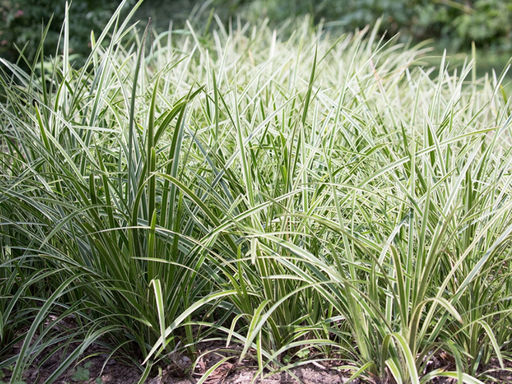 Осока пестролистная - Долина роз фото 3