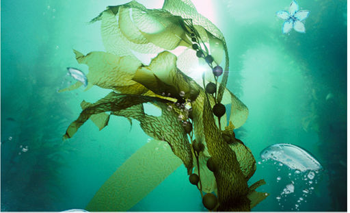 Пилинг-скатка  морские водоросли 120 мл - Rolanjona фото 5
