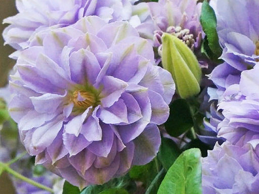 Клематис Ruriokoshi (Руриокоши) - Долина роз фото 2