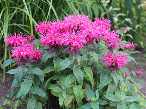 Монарда (бергамот) розовая - Долина роз фото 3