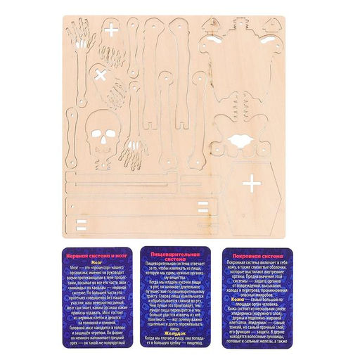 Набор для опытов Строение человека, 10 обучающих карточек - Эврики фото 4