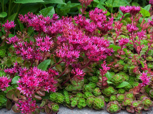 Очиток ложный Кровь Дракона - Долина роз фото 2