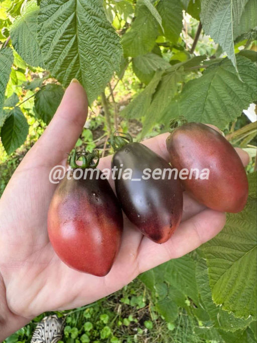 Гном Слива черри-мокко НОВИНКА 2025 года!