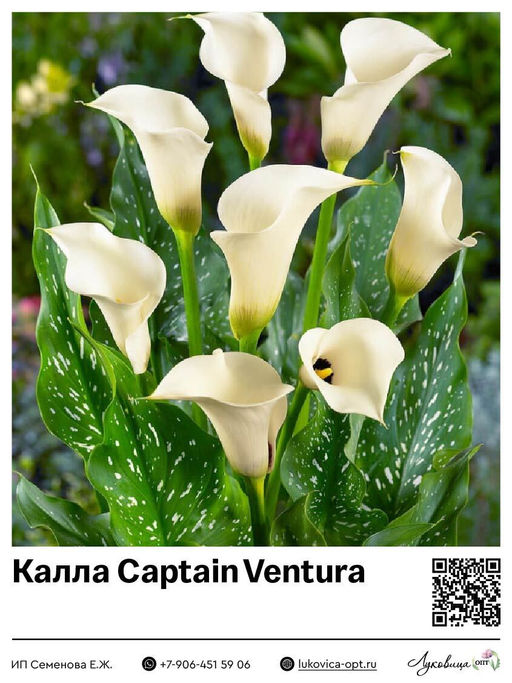 Калла Captain Ventura