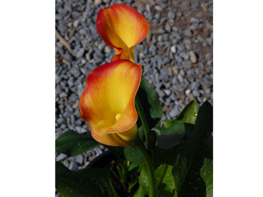 Калла Peach Chiffon (Пич Шиффон) - Долина роз фото 2