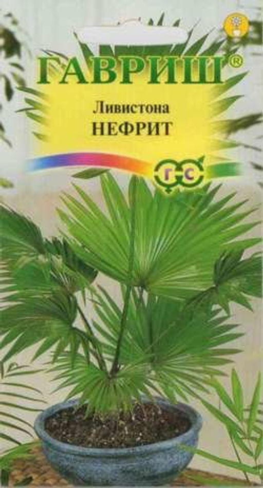 Ливистона китайская Нефрит 3шт. (Гавриш)