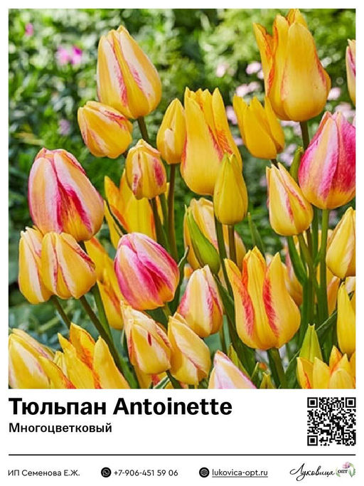 Тюльпан Antoinette (Многоцветковый)