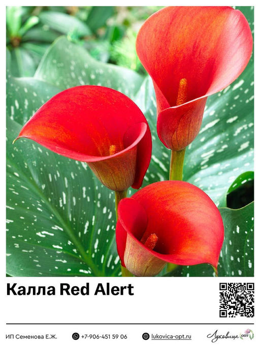 Калла Red Alert