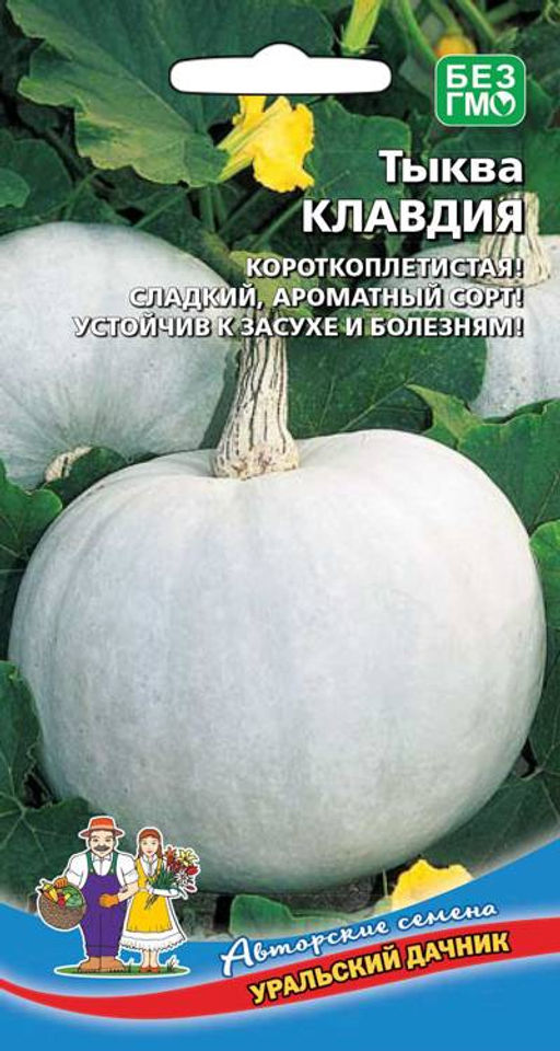 Тыква КЛАВДИЯ Короткоплетистая! Сладкий, ароматный сорт! Устойчив к засухе и болезням!