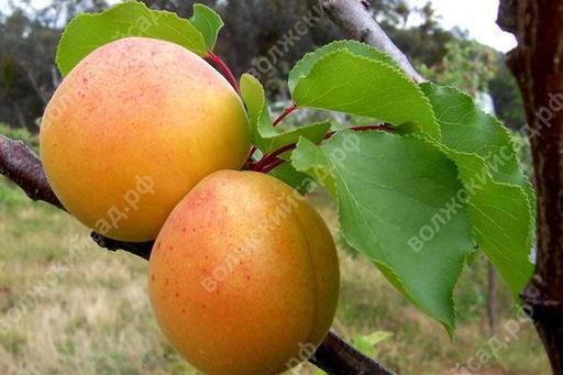 Абрикос Лель