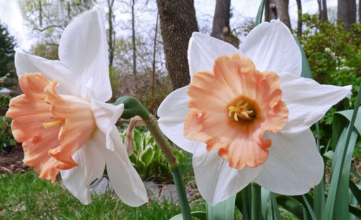 НАРЦИСС Хромаколор Разбор 12/14 Кол-во 
 упак., шт 5