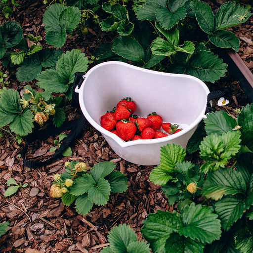 Цена за 2 шт. Ёмкость для сбора ягод, 3 л, белая