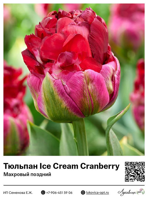 Тюльпан Ice Cream Cranberry (Махровый поздний)