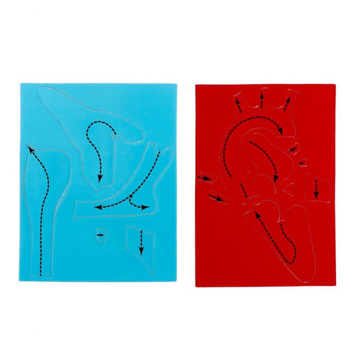 Набор для опытов Моё тело, сердце - Эврики фото 5