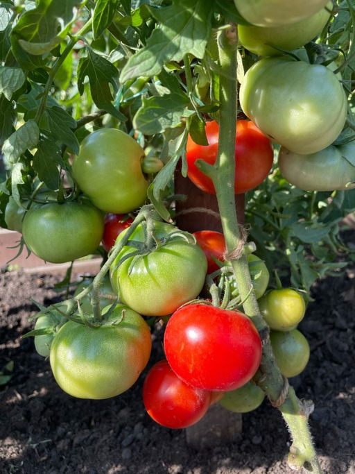 Томат КУДРЯВЫЙ МАЛЫШ коллекция Татьяны Штайнерт Авторская селекция - Уральский дачник фото 4