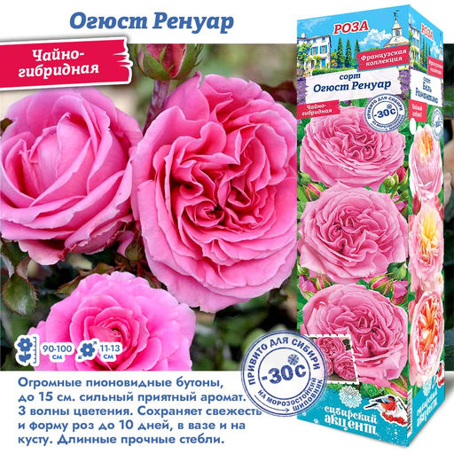 Роза Огюст Ренуар (Чайно-гибридная) 1 шт