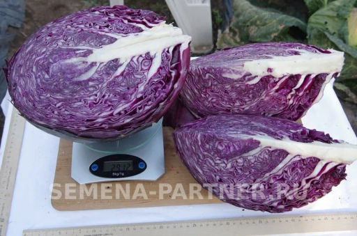 Капуста краснокочанная Бенефис - Партнер фото 7
