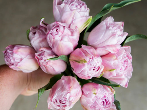 Тюльпан Катинка - Долина роз фото 3